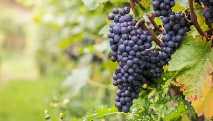 Какие французские виноградники вошли в 50 лучших в мире в 2020 году
